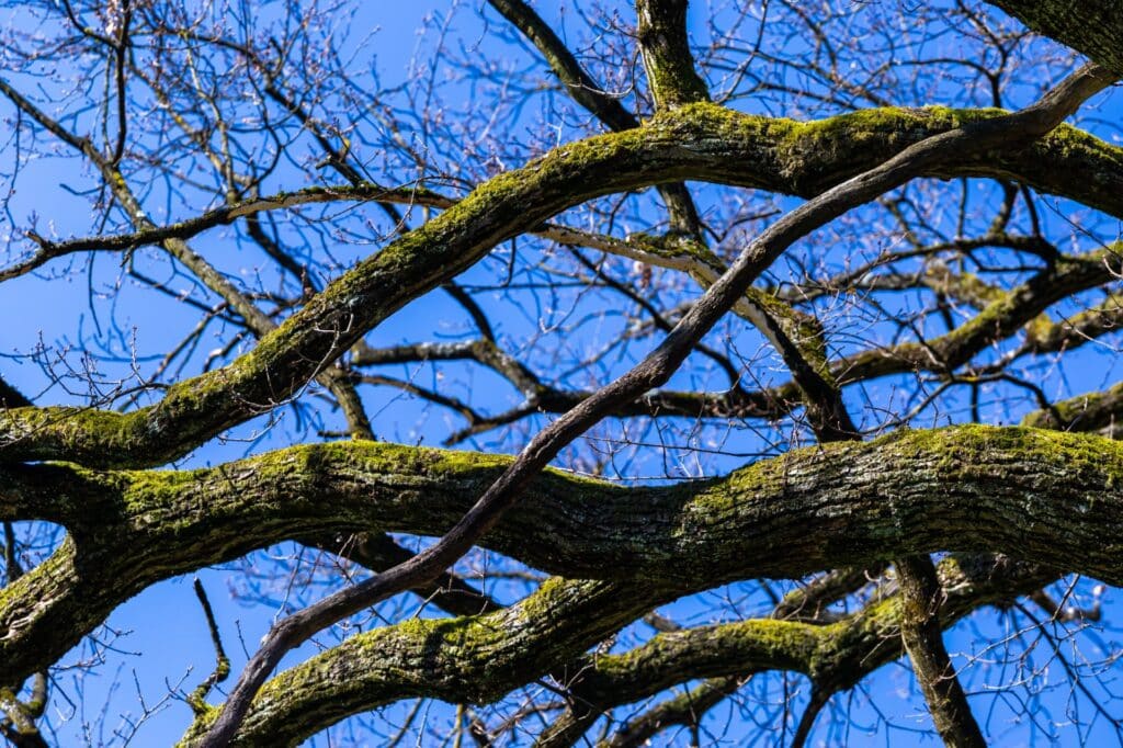 Closeup shot of trees under a blue sky in Maksimir park in Zagreb Croatia during springtime